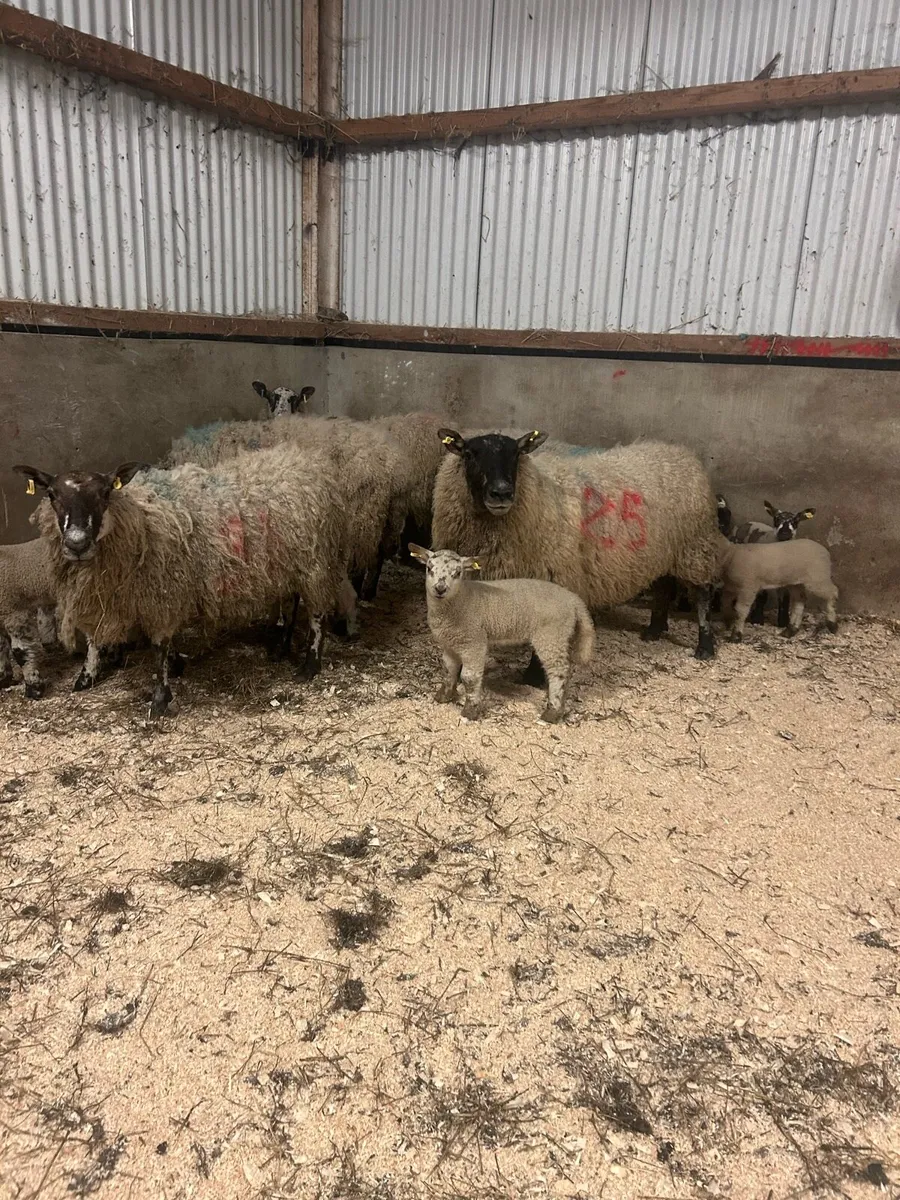 Ewes with lambs at foot - Image 3