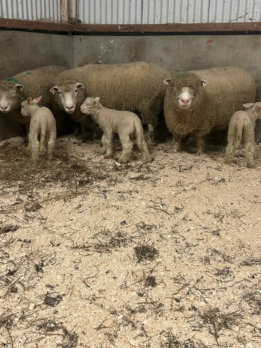Ewes with lambs at foot - Image 4