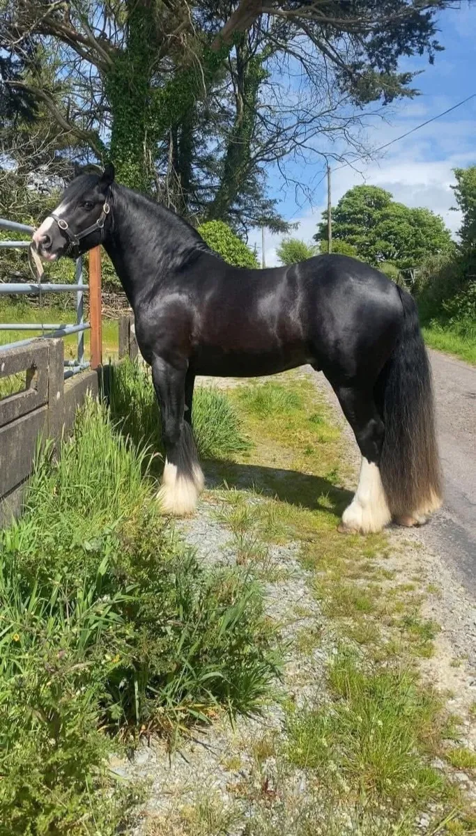 TRADITIONAL IRISH COB STALLION - Image 3