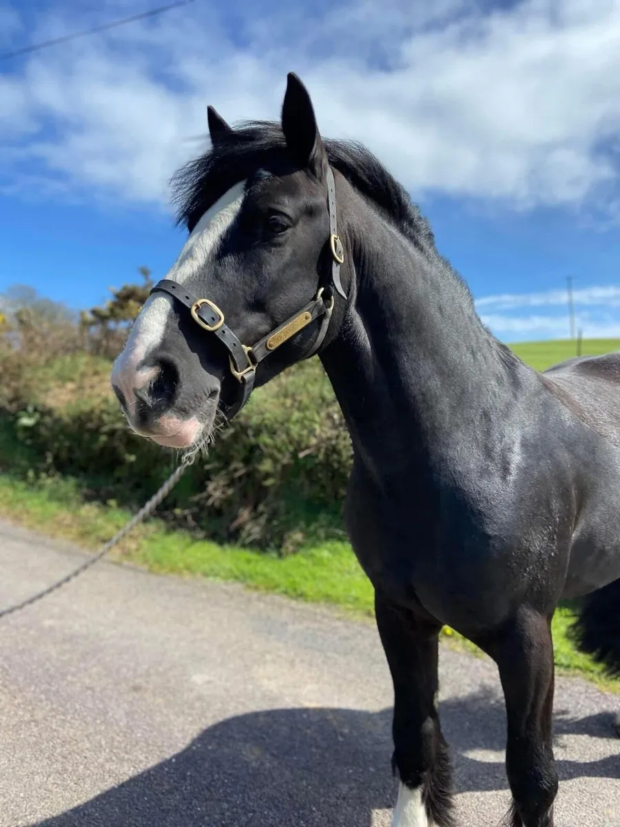 TRADITIONAL IRISH COB STALLION - Image 4