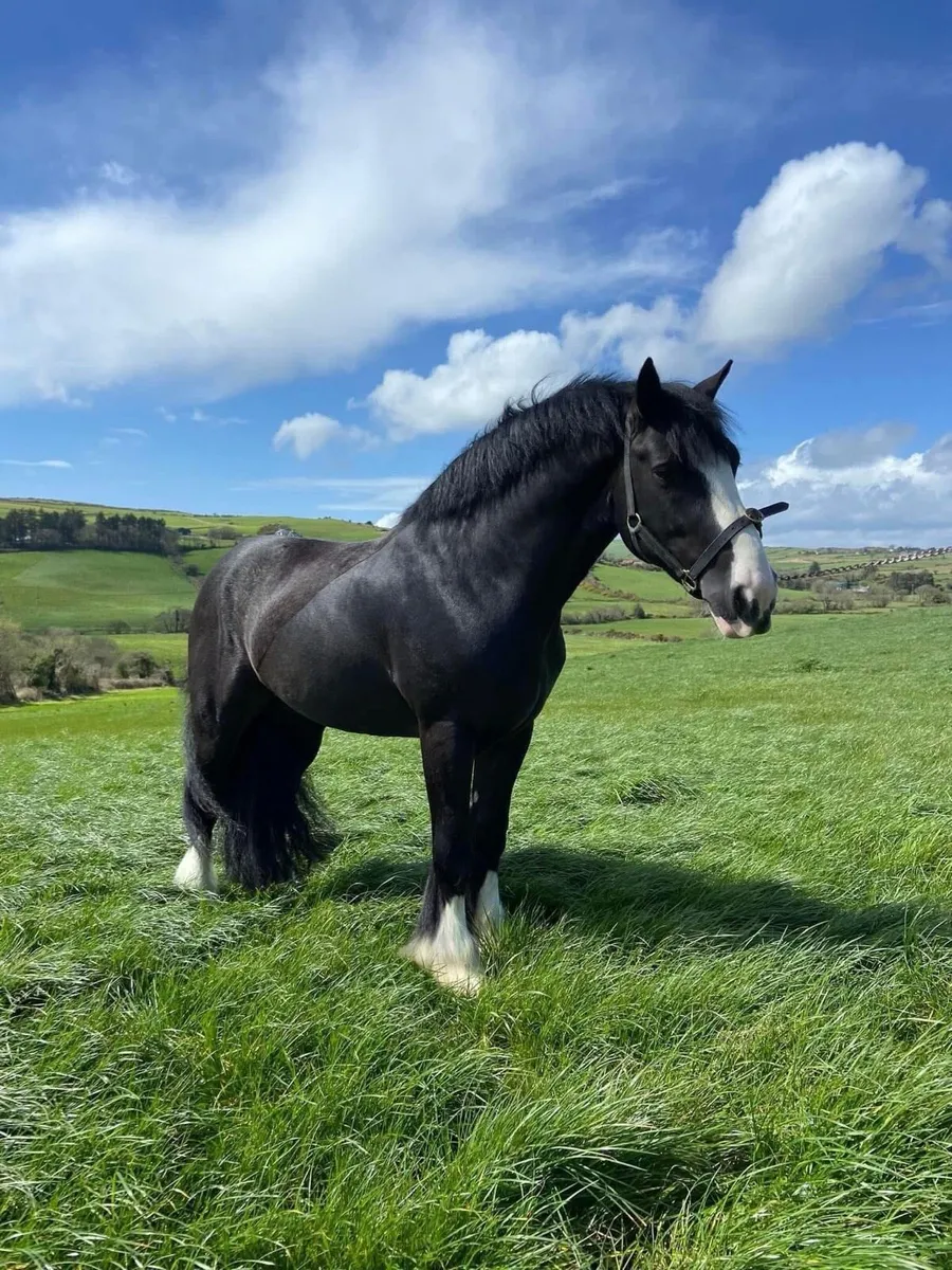 TRADITIONAL IRISH COB STALLION - Image 1