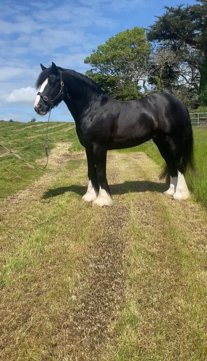 TRADITIONAL IRISH COB STALLION - Image 2