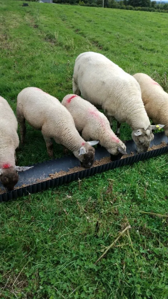 Lambing assistant / Shepherd available - Image 4