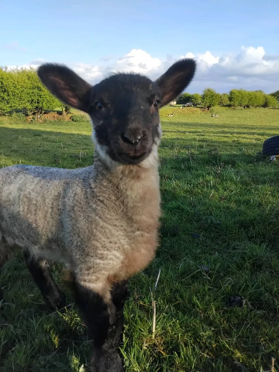 Lambing assistant / Shepherd available - Image 1