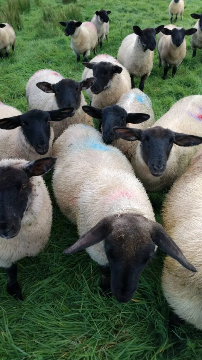 Lambing assistant / Shepherd available - Image 3