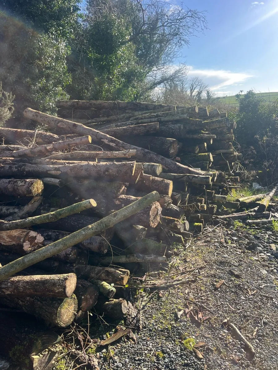 Lorry load of softwood timber - Image 3