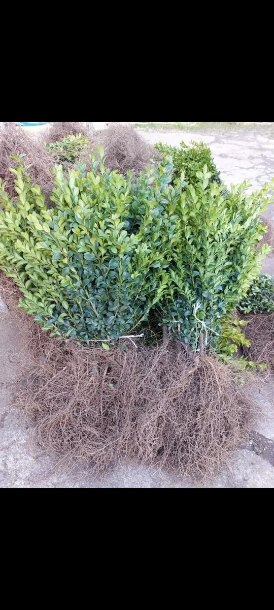 Box Hedging Bareroot - Image 1