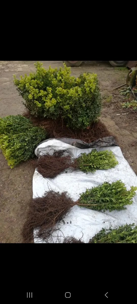 Bareroot Box Hedging €2.50 - Image 4