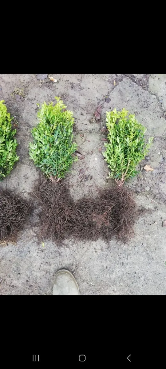 Bareroot Box Hedging €2.50 each - Image 2