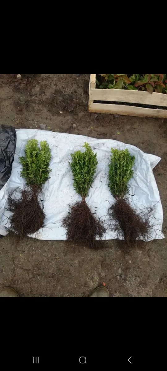Bareroot Box Hedging €2.50 each - Image 4