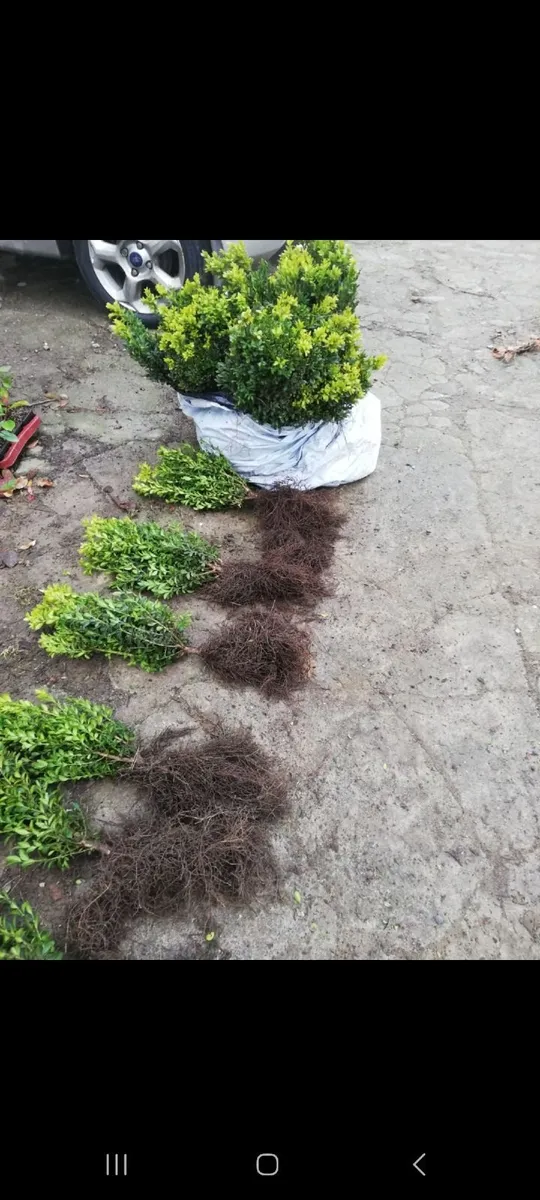 Bareroot Box Hedging €2.50 each - Image 3