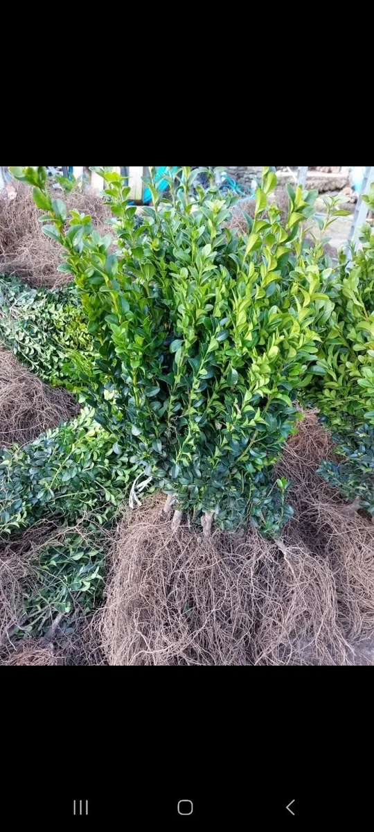 Bareroot Box Hedging €2.50 each - Image 1