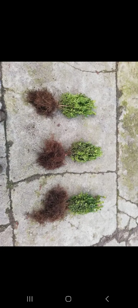 Bareroot Box Hedging €2.50 each - Image 2