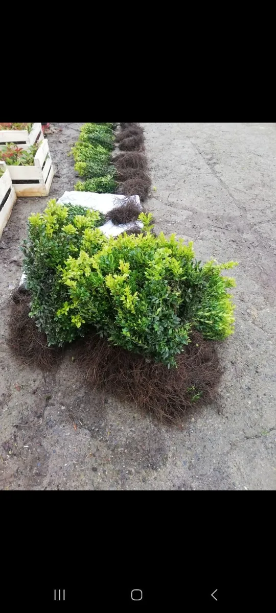 Bareroot Box Hedging €2.50 each - Image 4