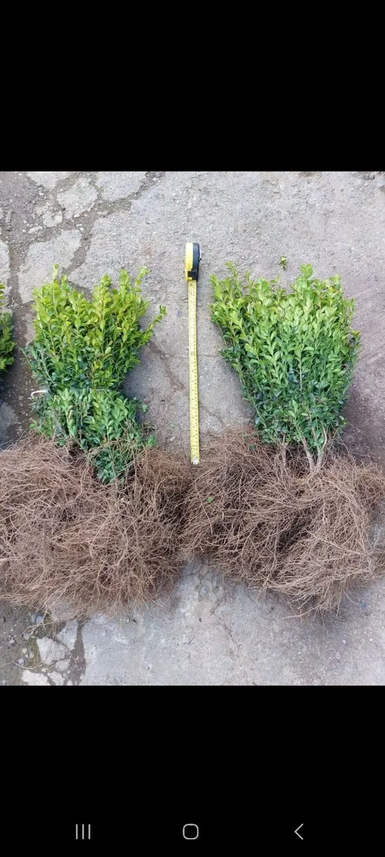 Bareroot Box Hedging €2.50 each - Image 3