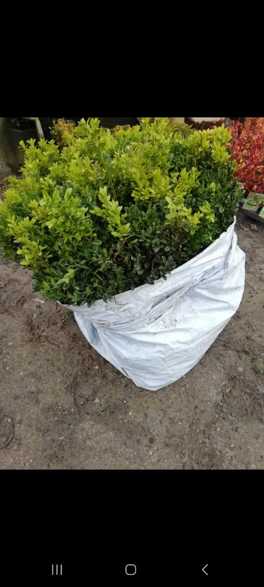 Bareroot Box Hedging €2.50 each - Image 1