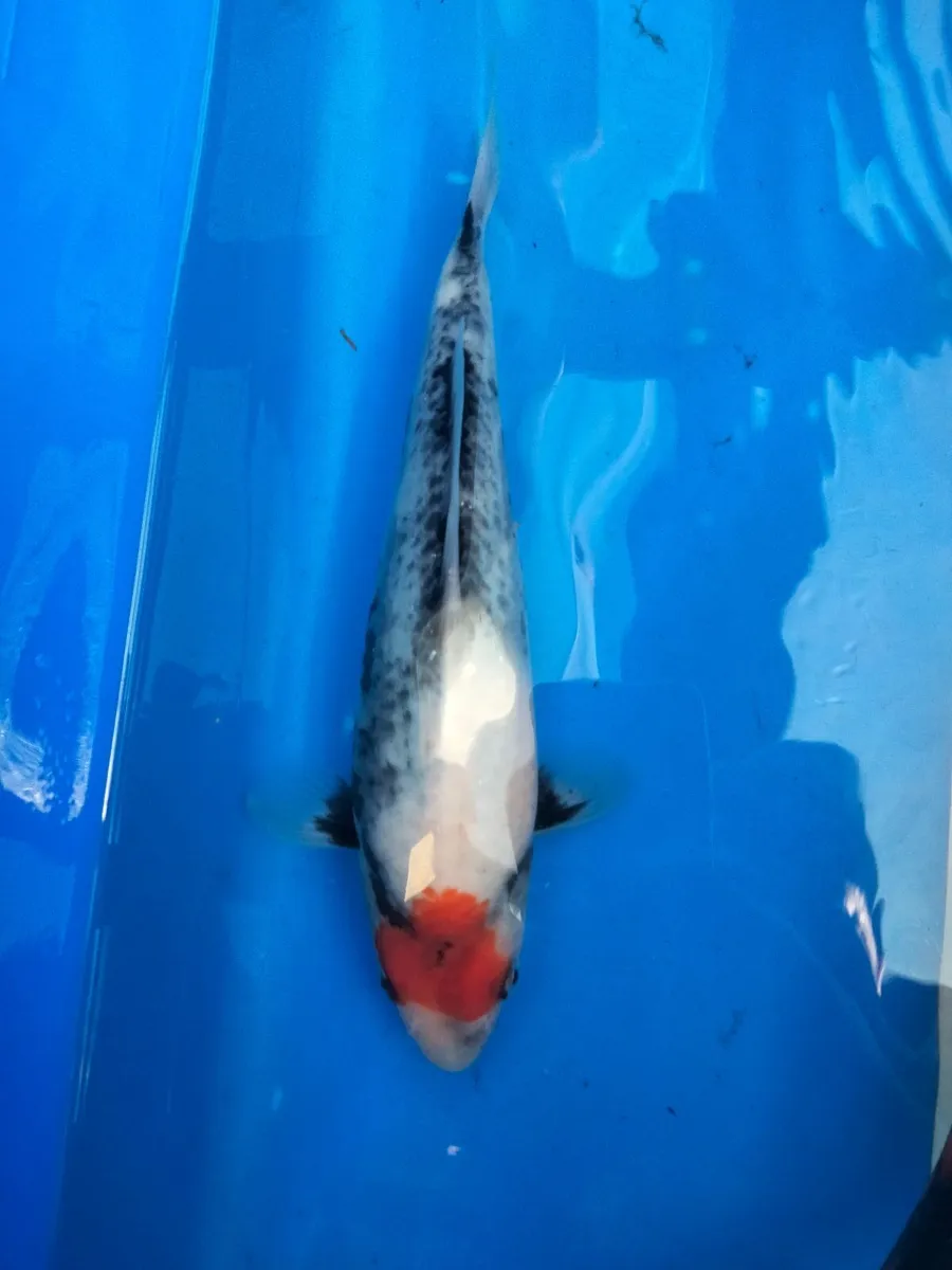 Japanese koi selection available - Image 1