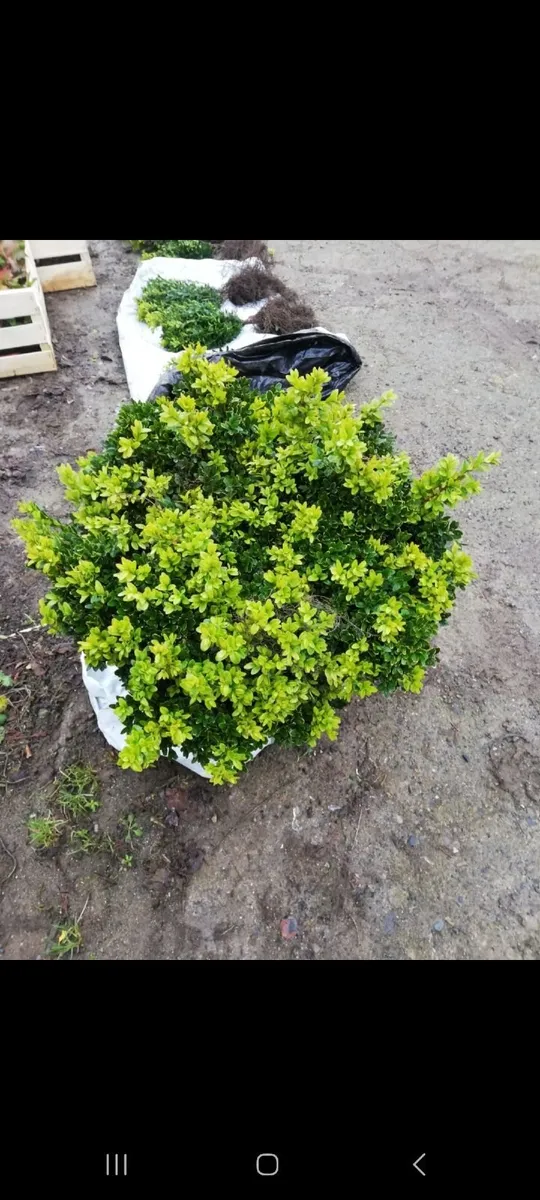 Bareroot Box Hedging €2.50 each - Image 3
