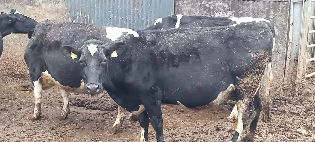 Cows inmilk for calf rearing - Image 1