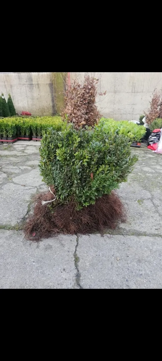 Bareroot Box Hedging €2.50 each - Image 4