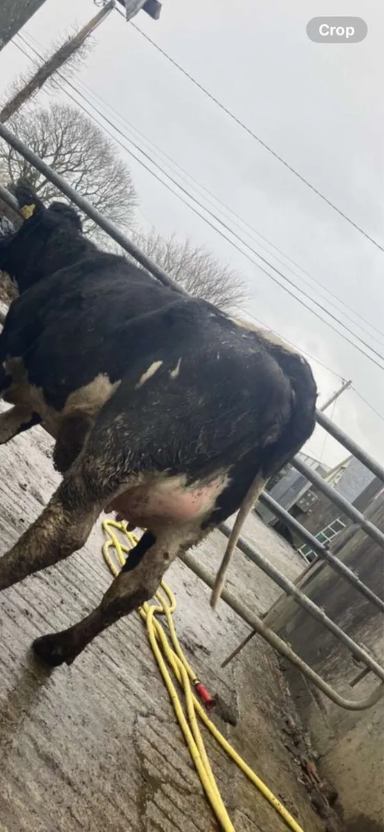 5 Freshly Calved Heifers - Image 1