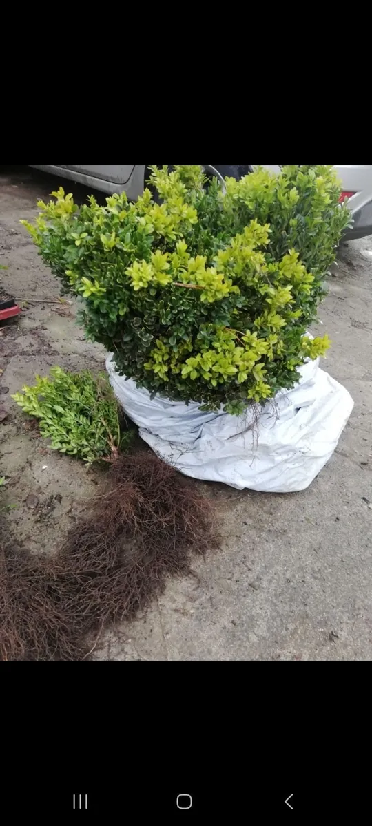 Bareroot Box Hedging €2.50 each - Image 3