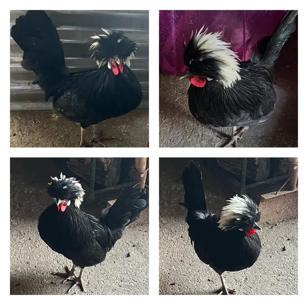 Polish rooster
