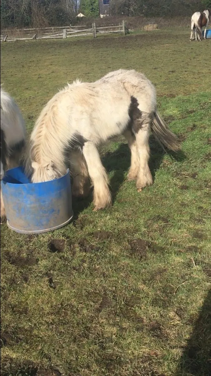 Two yearlings for sale - Image 1