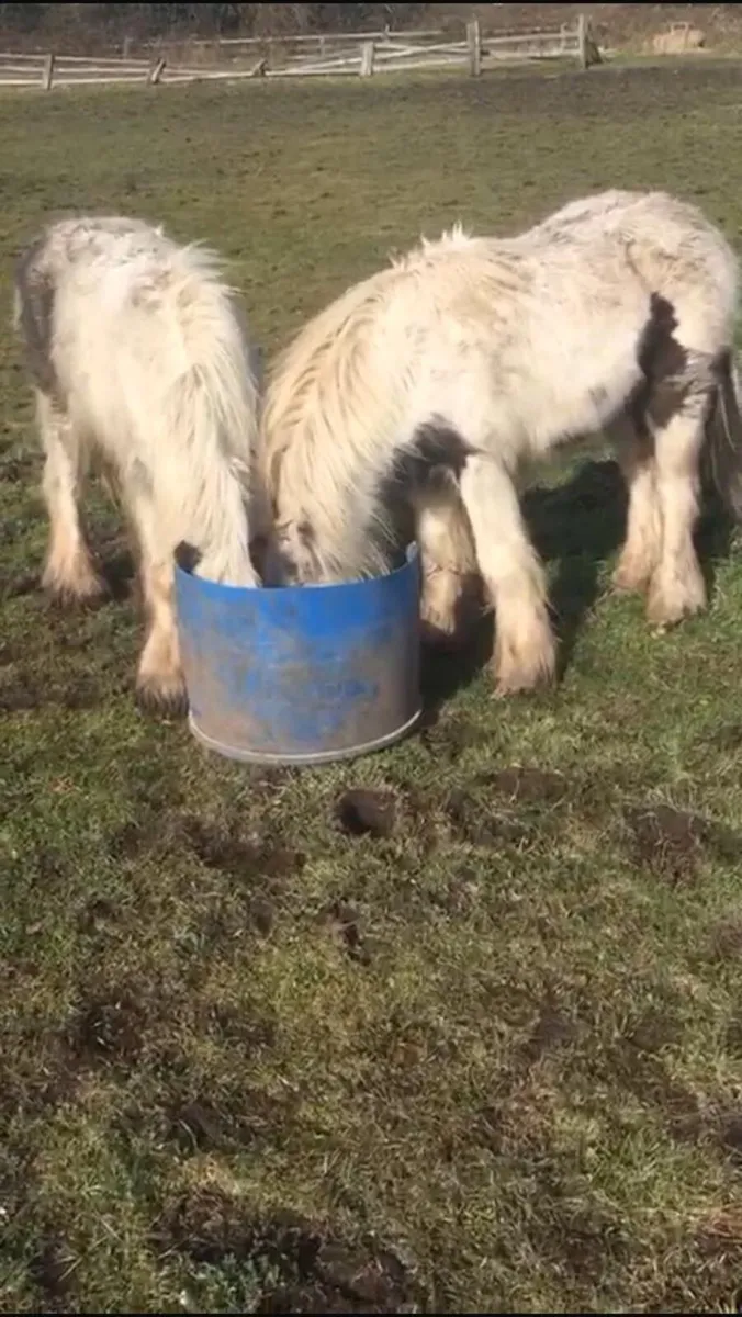 Two yearlings for sale - Image 3