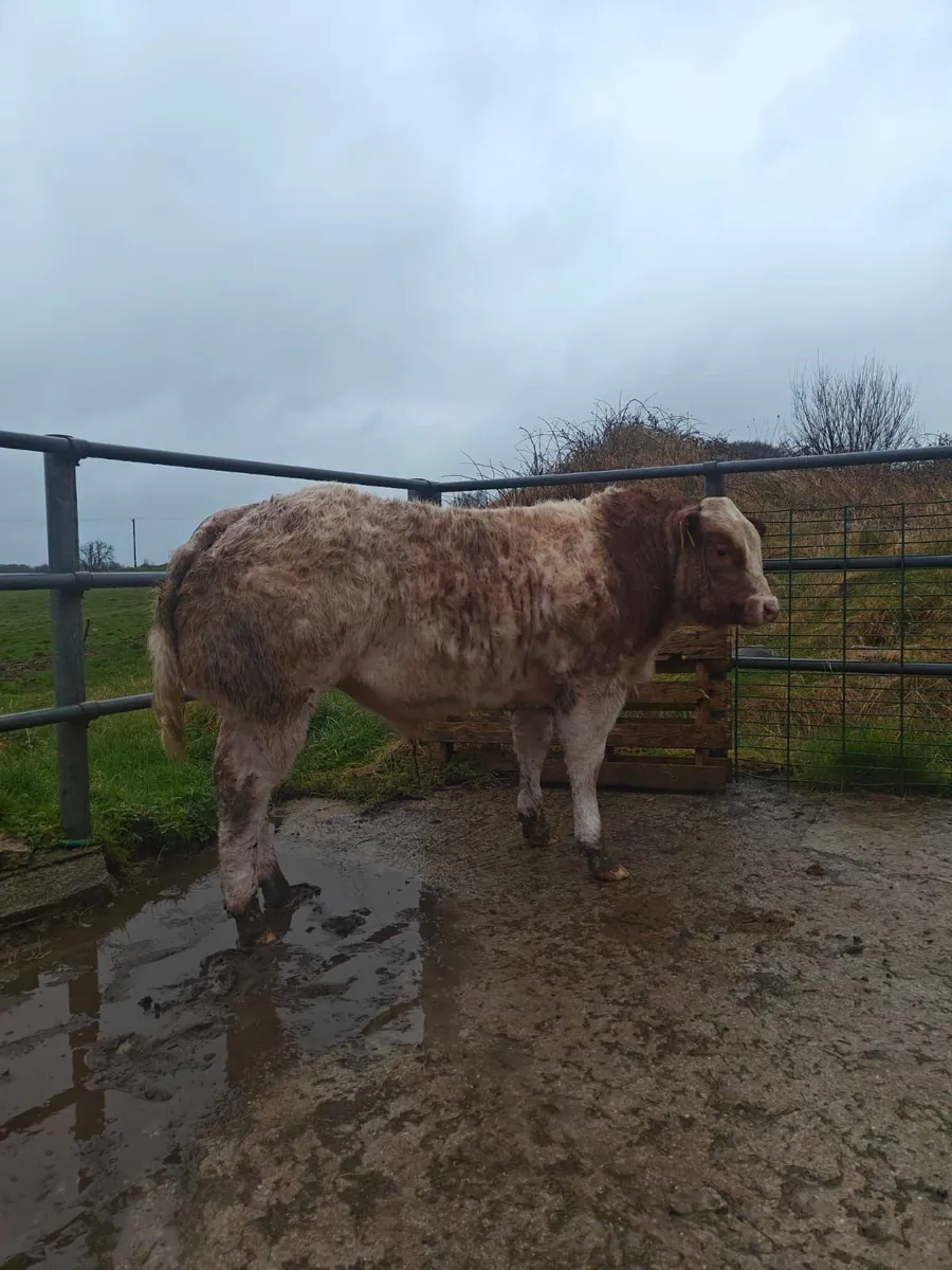 Sale Gort Mart 12.03.26 - Image 2