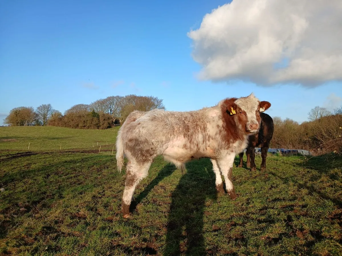 Sale Gort Mart 12.03.26 - Image 1