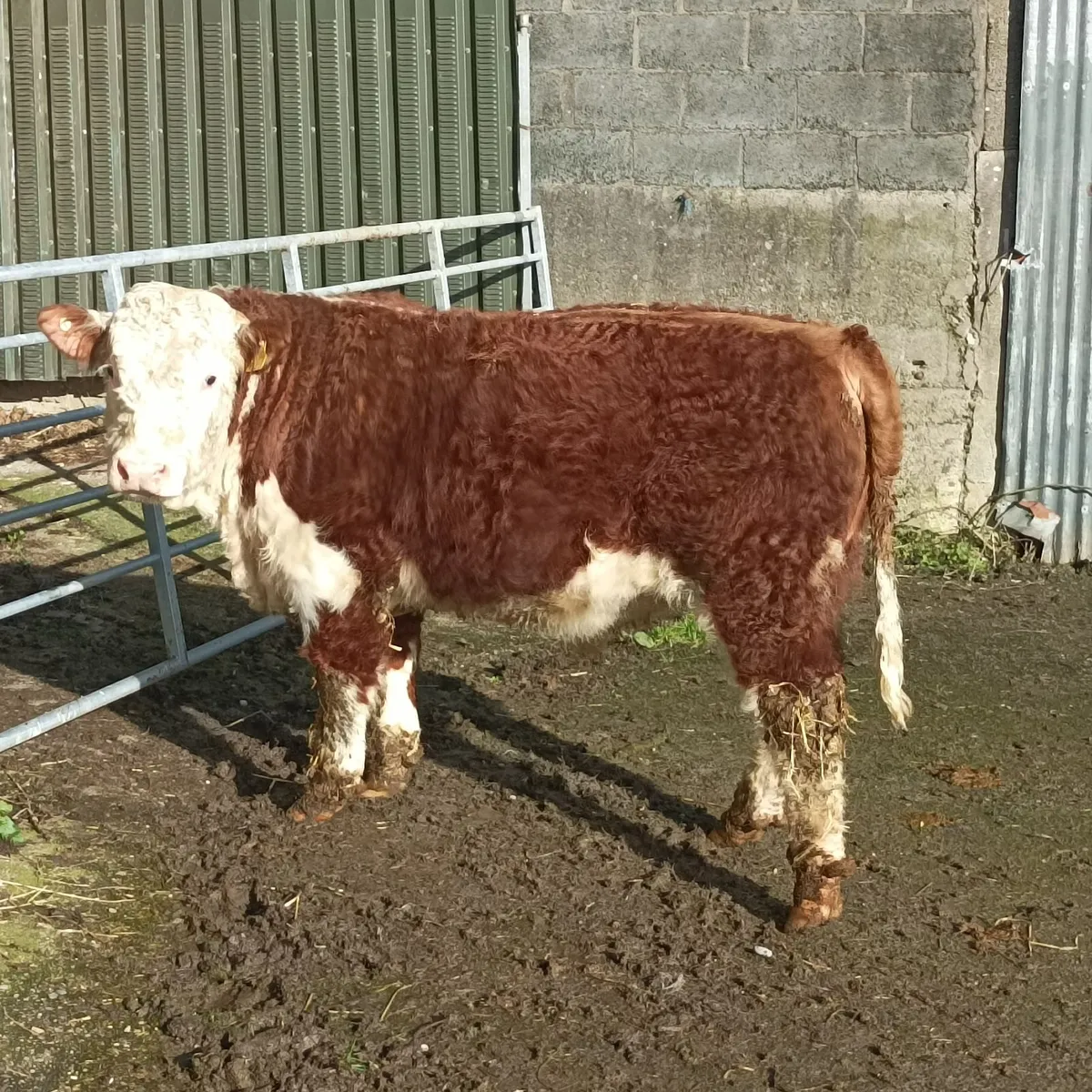 Hereford bull - Image 1