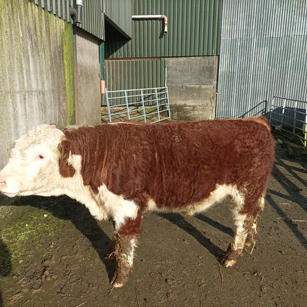 Hereford bull - Image 3