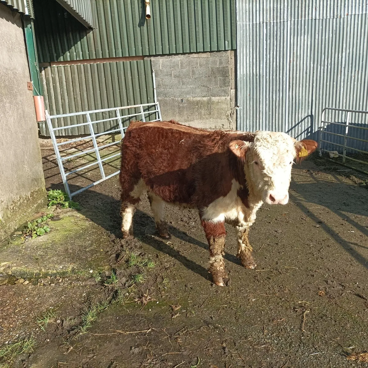Hereford bull - Image 2