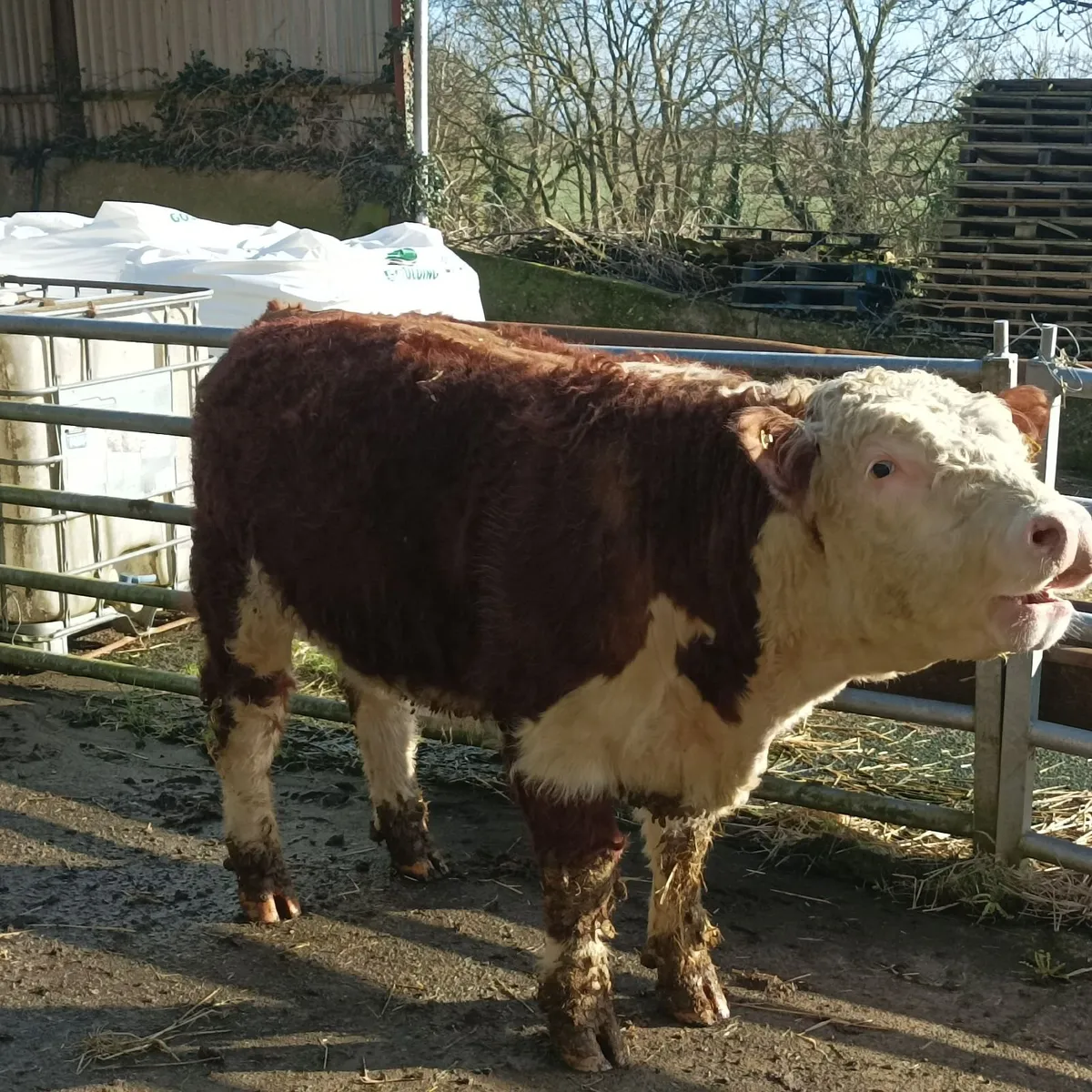 Hereford bull - Image 4