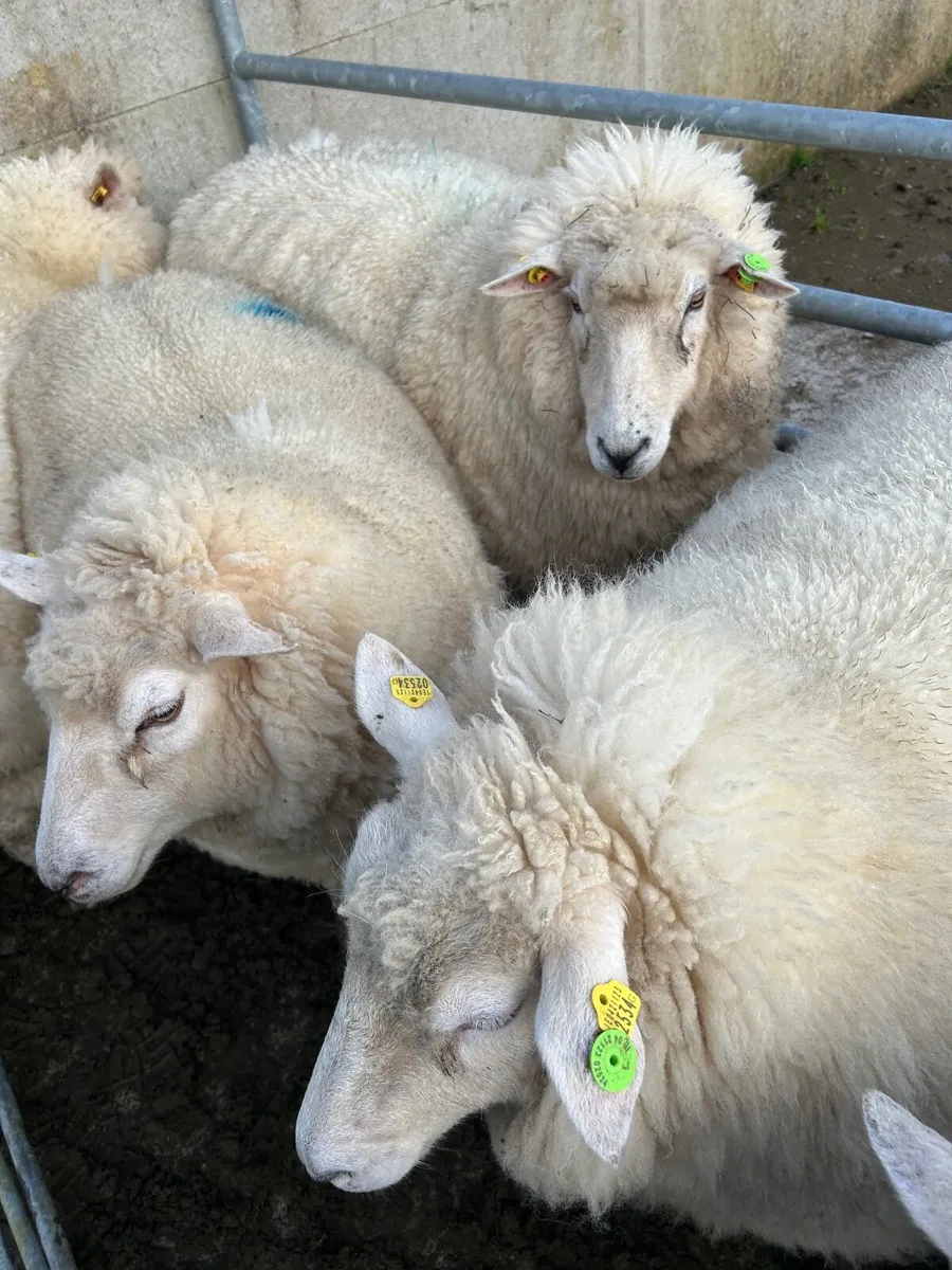 PB in lamb Galway hoggets - Image 3