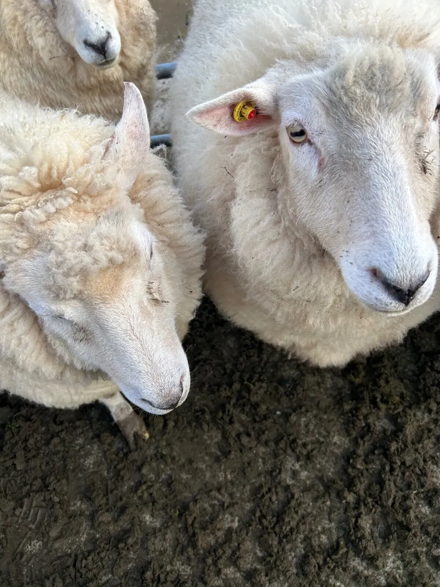 PB in lamb Galway hoggets - Image 2