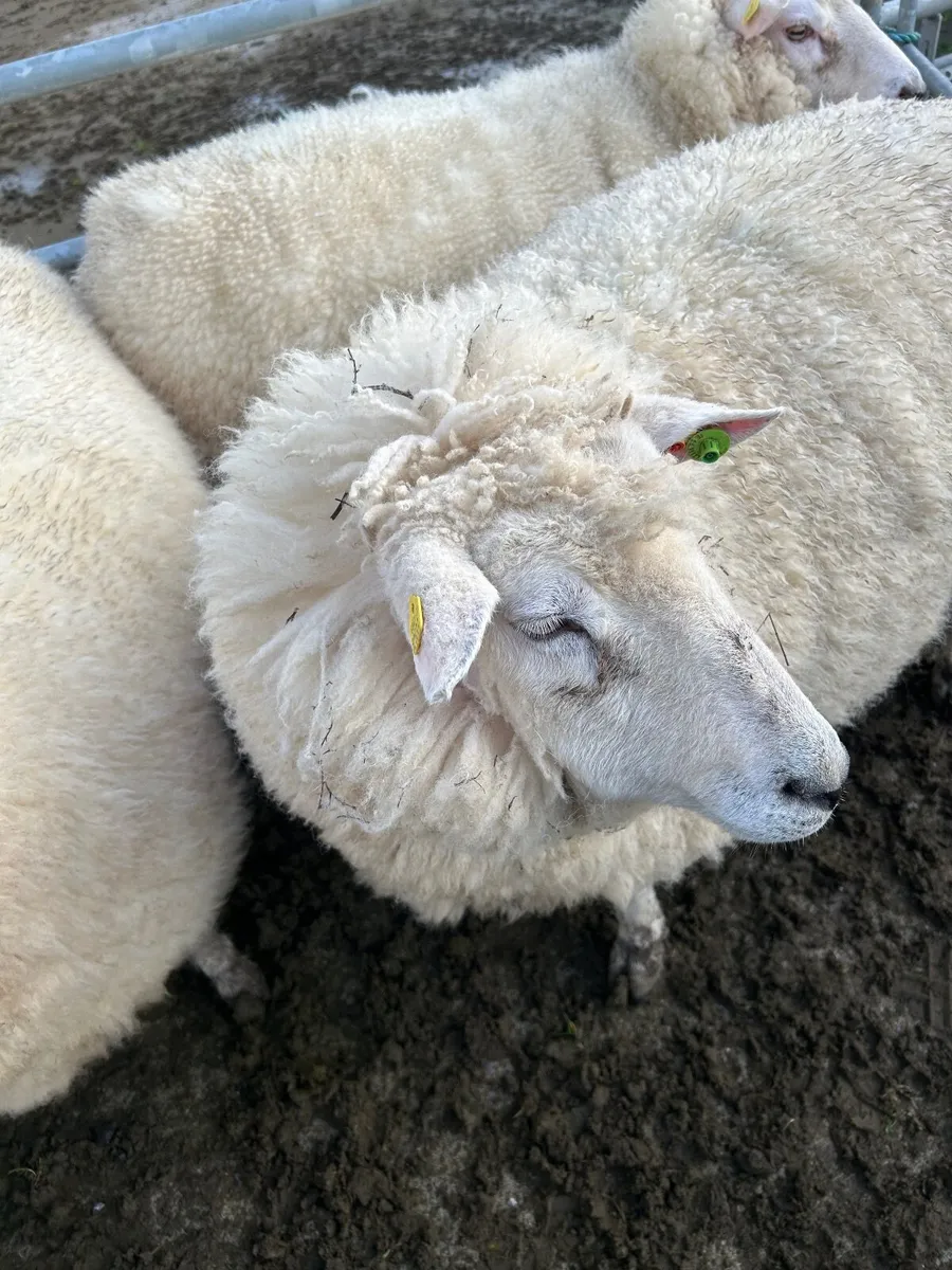PB in lamb Galway hoggets - Image 4