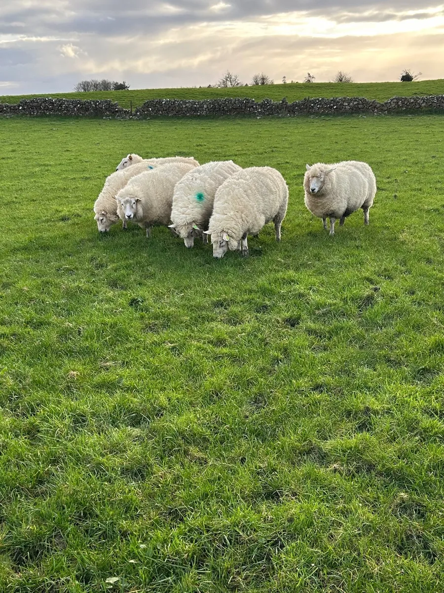PB in lamb Galway hoggets - Image 1