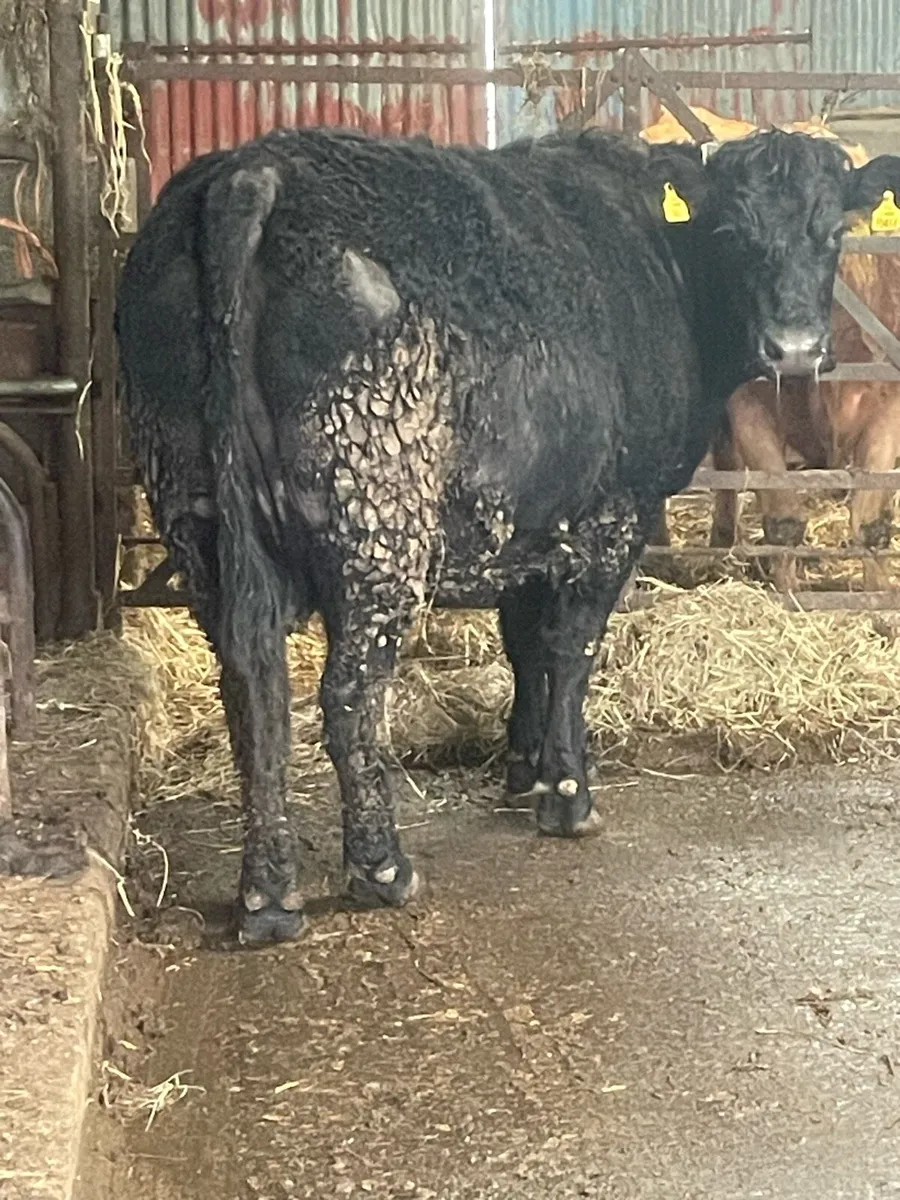 Super saler incalf cow to pb Charolais bull - Image 4