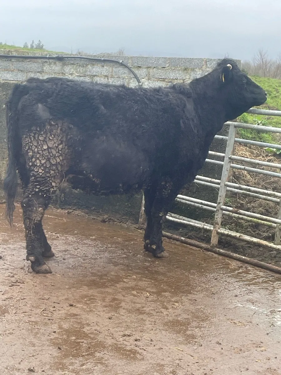 Super saler incalf cow to pb Charolais bull - Image 3