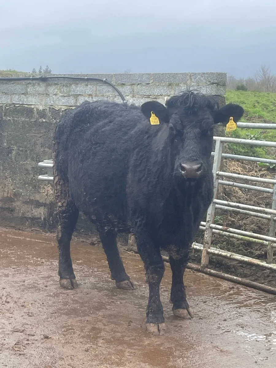 Super saler incalf cow to pb Charolais bull - Image 1