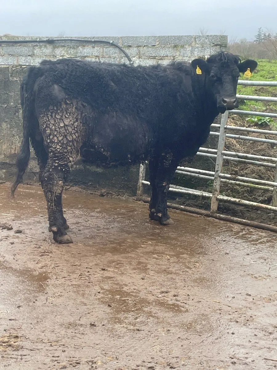 Super saler incalf cow to pb Charolais bull - Image 2