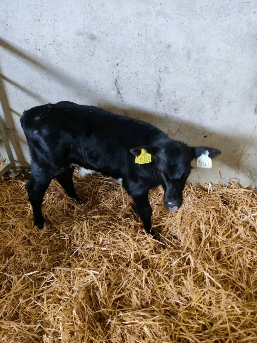 Angus calves - Image 1