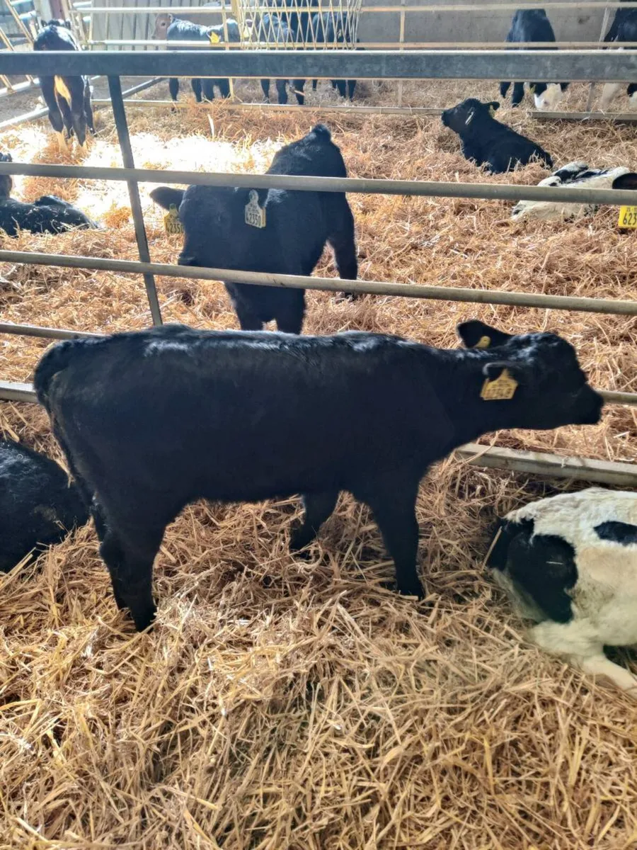 Angus calves - Image 2