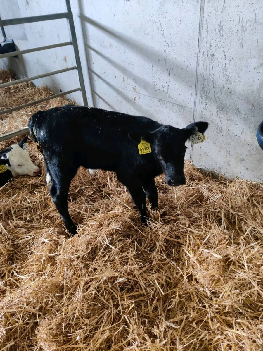 Angus calves - Image 3