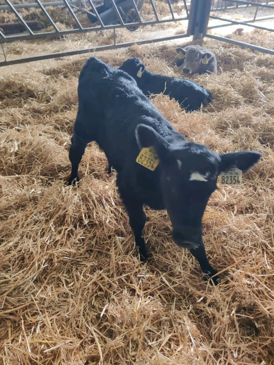 Angus calves - Image 4