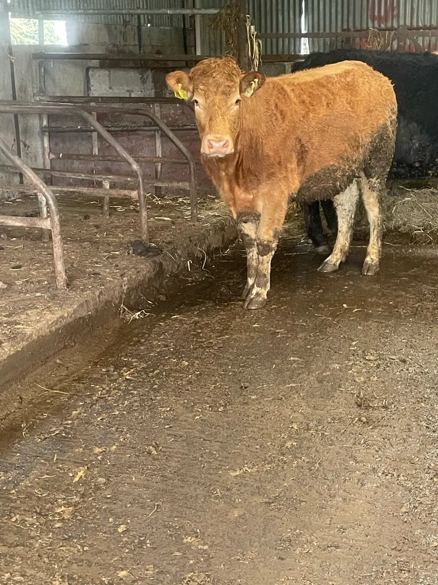 Incalf heifer Incalf to pb limousine bull - Image 2