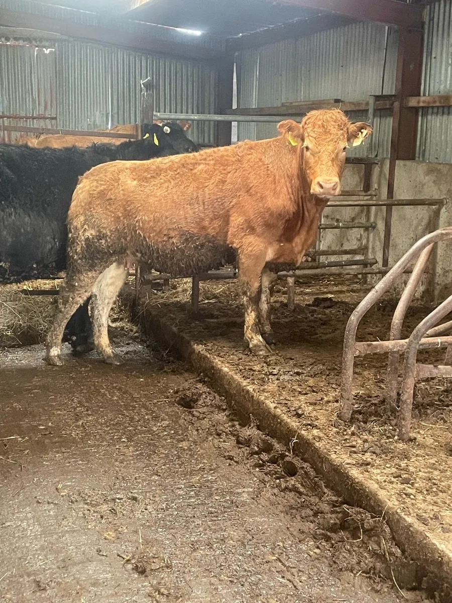 Incalf heifer Incalf to pb limousine bull - Image 1