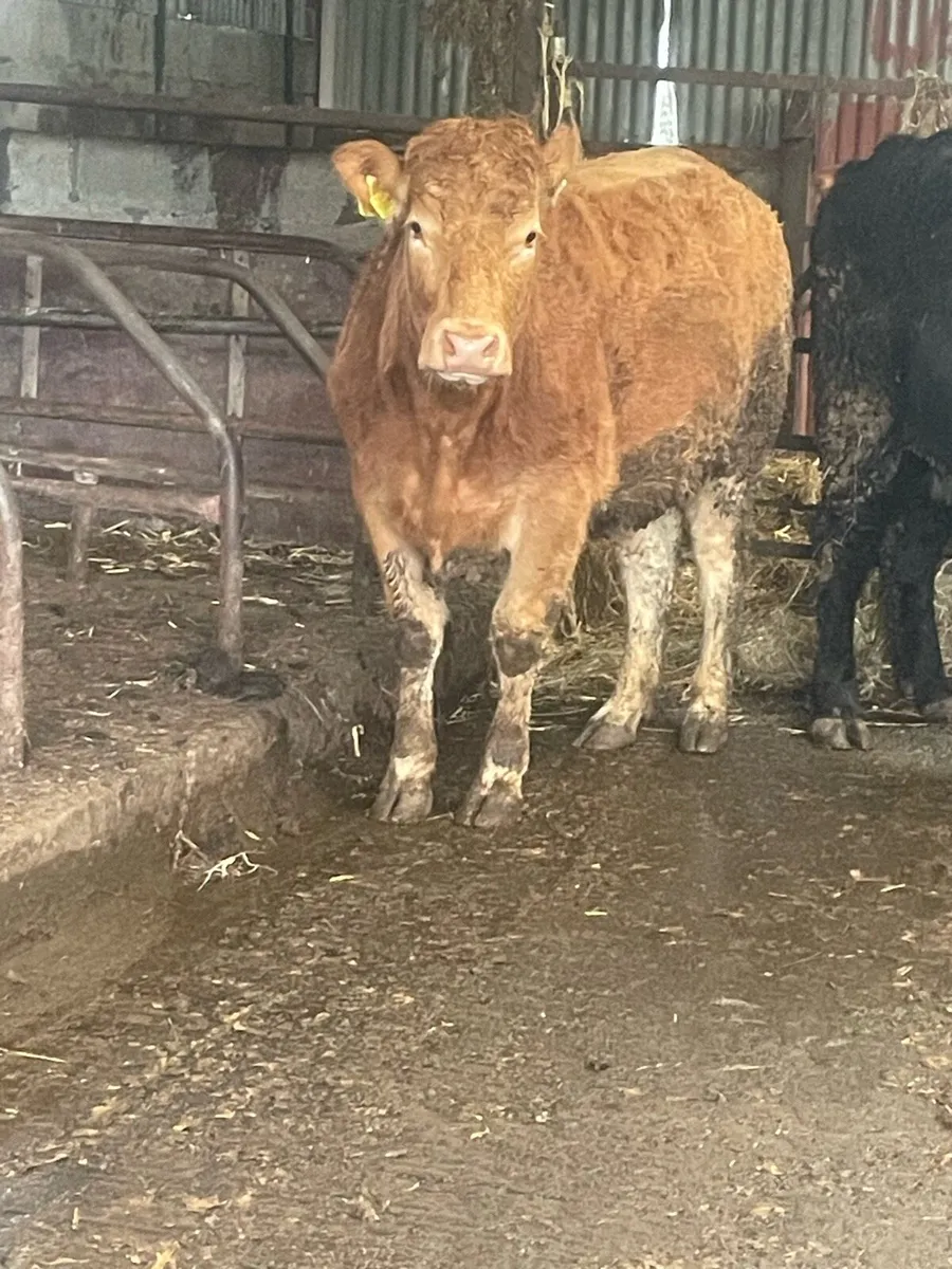 Incalf heifer Incalf to pb limousine bull - Image 3